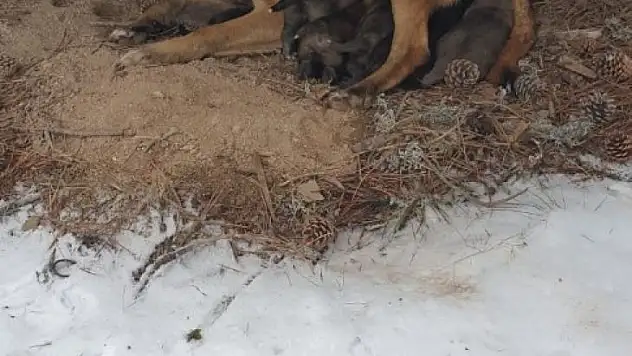 Kurt köpeği yavruları donmaktan son anda kurtarıldı
