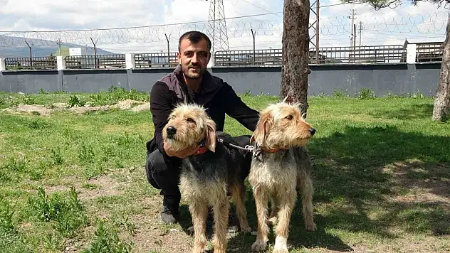 Kütahya'da Fermalı Av Köpekleri Mera Yarışması düzenlendi