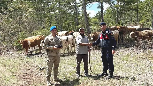 Kütahya'da kayıp büyükbaş hayvanlar dronla bulundu