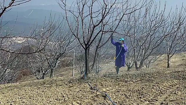 Kütahya'da kiraz, vişne ağaçları ilaçlanmaya başladı