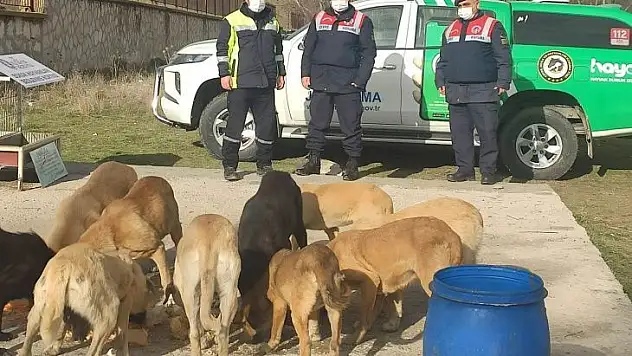 Kütahya'da sokak hayvanları unutulmadı