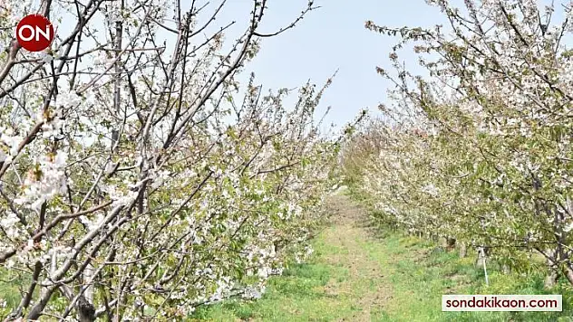 Lapseki Kirazı yüzleri güldürdü