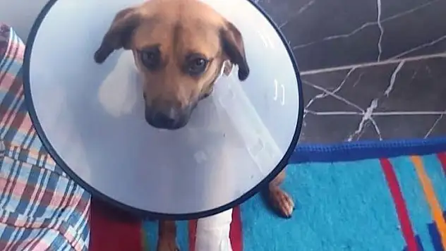 Öğrencilerden merhametsiz şoföre insanlık dersi