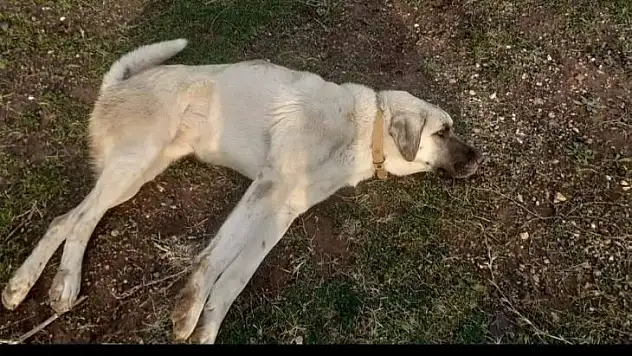 Otomobilin çarparak kaçtığı yaralı köpek jandarma tarafından kurtarıldı