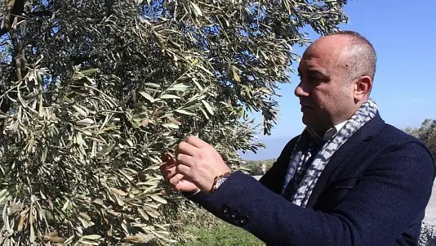 (Özel) 40 yıl sonra gelen afet yüzlerce yıllık ağaçları yaktı