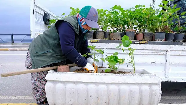Rengârenk sardunyalar Ayvalık'ı süslüyor