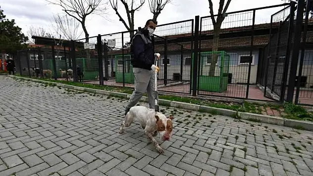 Sahipsiz ve yasaklı köpekler barınakta koruma altında