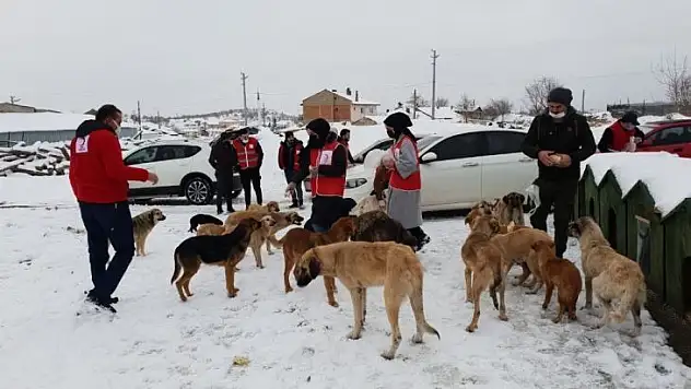Sokak hayvanları için seferber oldular