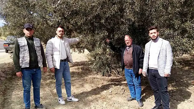 Susuzluk zeytin ağaçlarını da etkiledi