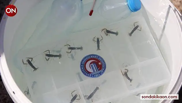 Türkiye'de bir ilk: ÇOMÜ'de yetiştirilen ıstakoz yavruları Çanakkale Boğazı'na bırakıldı