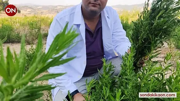 Yapışkan Andız Otu kanser hastalarının aradığı bitki oldu