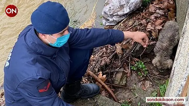 Yavru köpeği boğulmaktan jandarma kurtardı