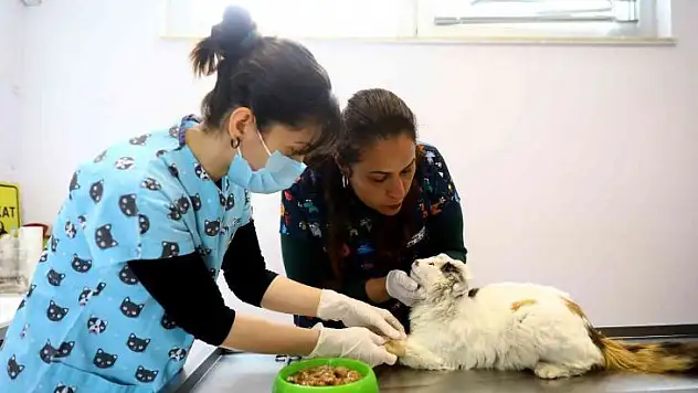 Zehirlenen sokak kedisini veterinerler hayata döndürdü