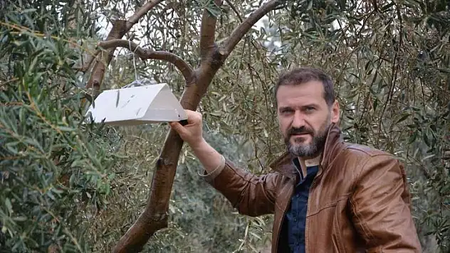 Zeytin ağaçlarında hastalık ve zararlıların tespiti için tuzak asılıyor
