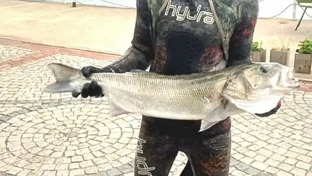 Zıpkınla 7 kiloluk levrek avladı