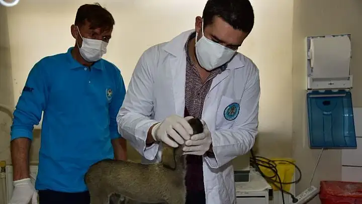 Açlıktan yürüyemeyen yavru köpeğin tedavisine başlandı