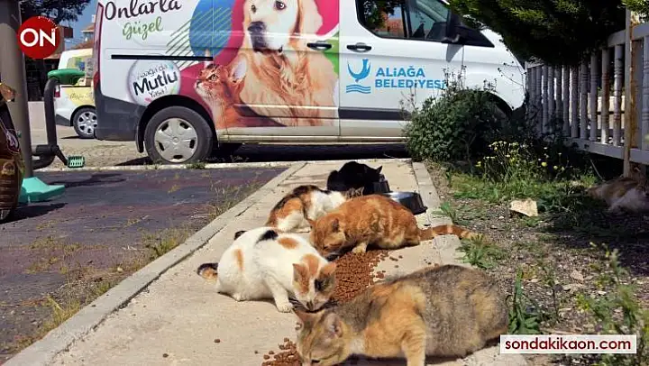 Aliağa'da sevimli dostlara mama ve su desteği