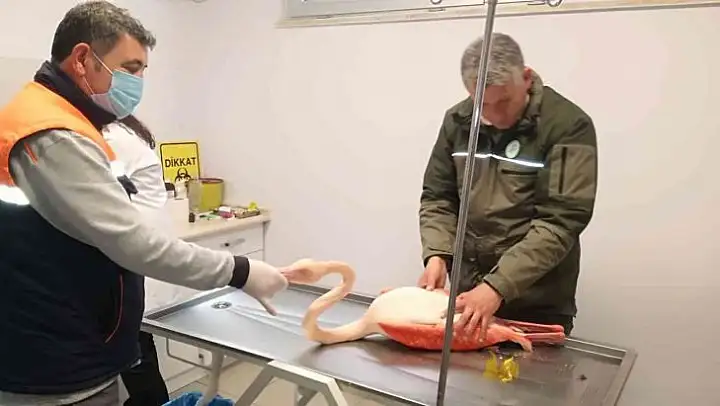 Ayağı kırılınca mahsur kalan flamingo için seferber oldular