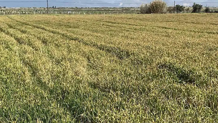 Aydın'da ekinler kuraklık nedeniyle boy vermeden sararmaya başladı
