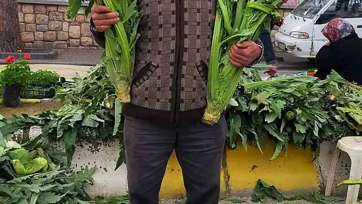 Aydın'da enginar sezonu açıldı, tezgahlar yeşile büründü