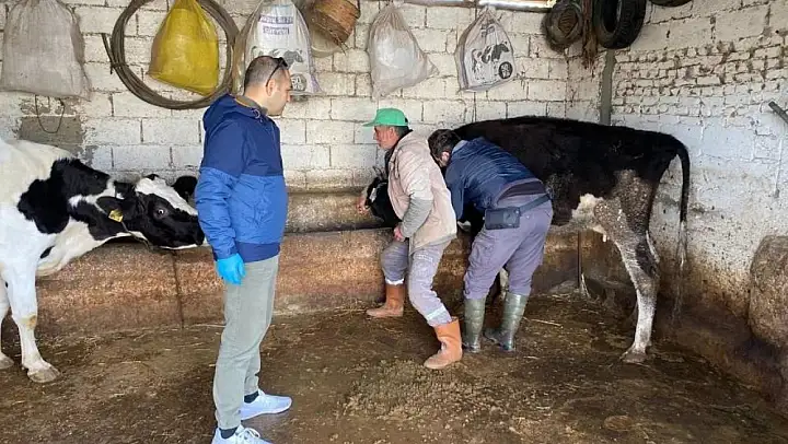 Aydın'da hayvan sağlığı çalışmaları sürüyor