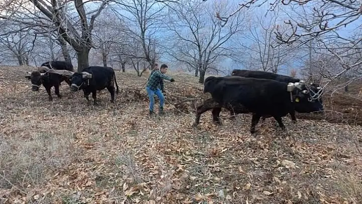 Aydın'da soğuklar bitti, tarım alanlarında çalışmalar başladı