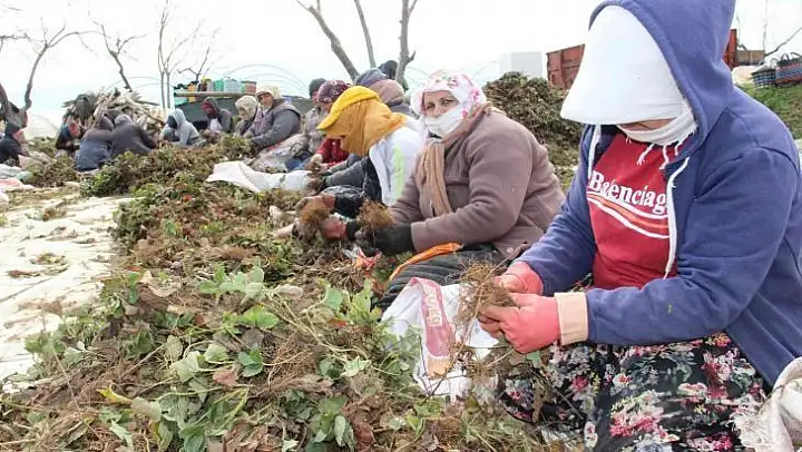 Aydın'da tarım işçileri ödeneği Türkiye ortalamasının altında kaldı