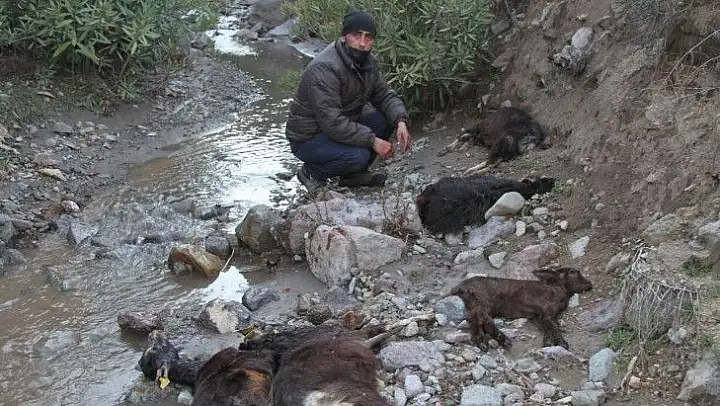 Ayvalık'ta demir madeni atıklarının meradaki keçileri zehirlediği iddiası