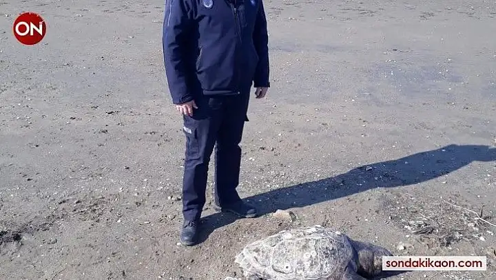 Ayvalık'ta dev caretta caretta kaplumbağa sahile vurdu