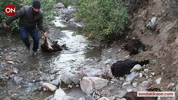 Ayvalık'ta keçi ölümlerinin sebebi parazit