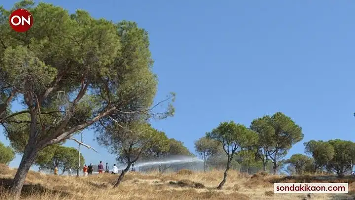 Ayvalık'ta orman yangınına anında müdahale