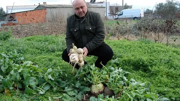 Bahçesinde dev turp yetiştirdi