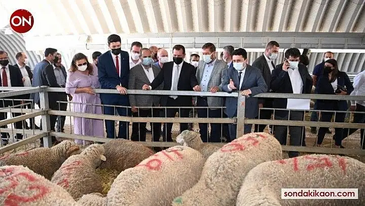 Balıkesir Büyükşehir üreticilere damızlık koç dağıttı