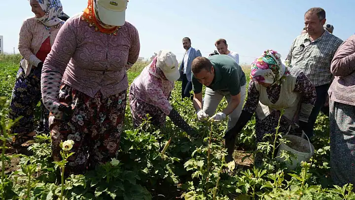 Balıkesir'de alım garantili bamya hasadı başladı