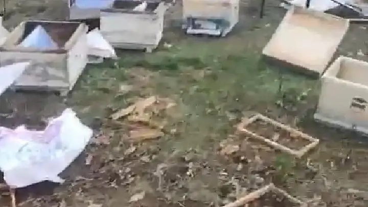 Balıkesir'de ayıların arı kovanlarına saldırısı: Vatandaşlara uyarı