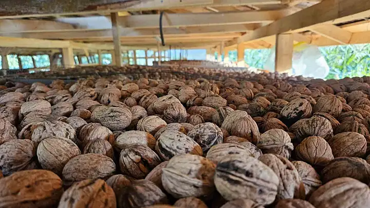 Balıkesir'de ceviz hasadı başladı