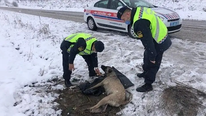 Balıkesir'de jandarmadan yaralı köpeğe duyarlı davranış