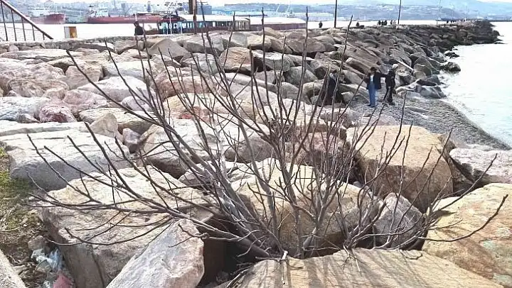 Bandırma'da kayalıklar arasından fışkıran incir ağacı şaşırtıyor