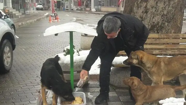Başkan Cankul sokak hayvanlarını besledi