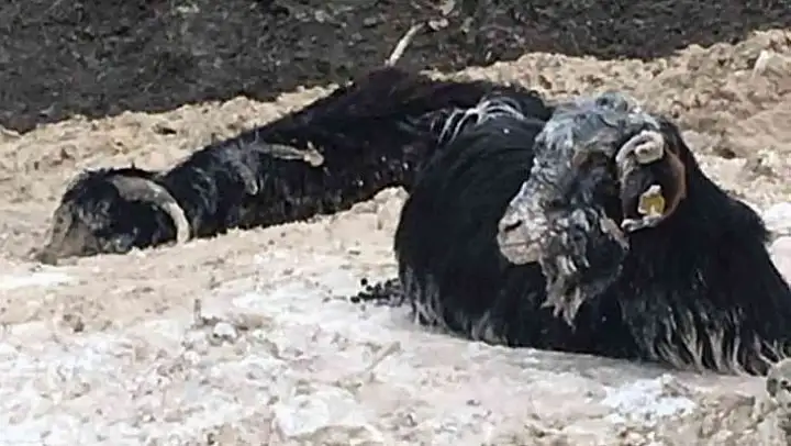Bataklığa saplanan 15 keçiden 1'i telef oldu