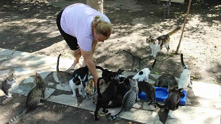 Bir sesine onlarca kedi koşuyor