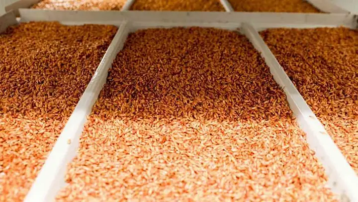 Buca'da çiftçiye 6 ayda 36 bin 500 kilo ücretsiz hasıl yem