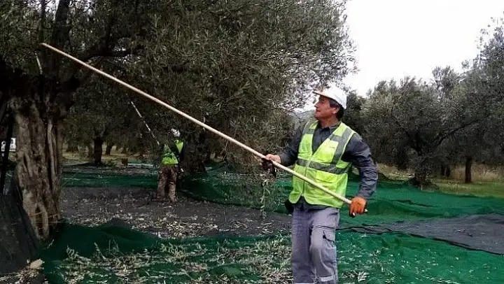 Burhaniye Belediyesi'nde zeytin hasadı tamamlandı