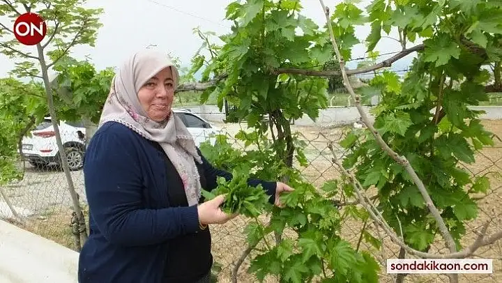 Burhaniye'de asma yaprağı hasadı başladı