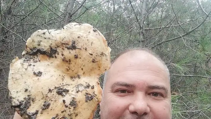 Burhaniye'de dev melki mantarı ilgi odağı oldu