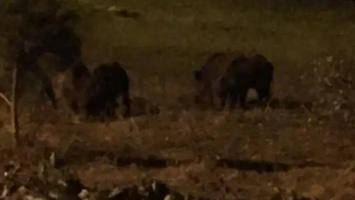 Burhaniye'de domuz sürüleri yerleşim yerlerine indi