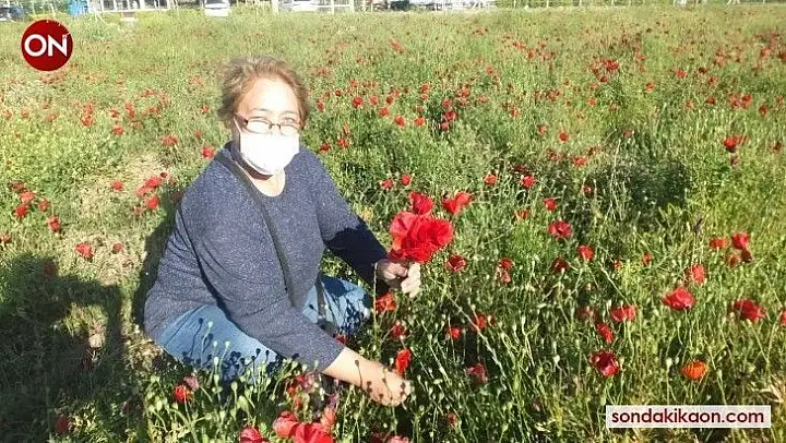 Burhaniye'de gelincik tarlası ilgi odağı oldu