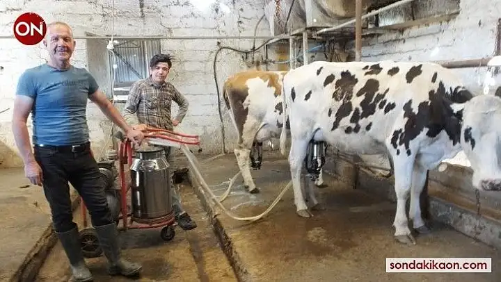 Burhaniye'de süt satışları arttı