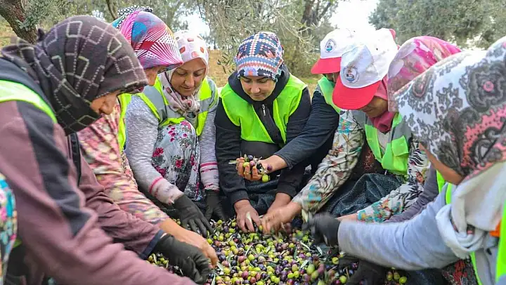 Burhaniye'de zeytinler yağa dönüşmeye başladı