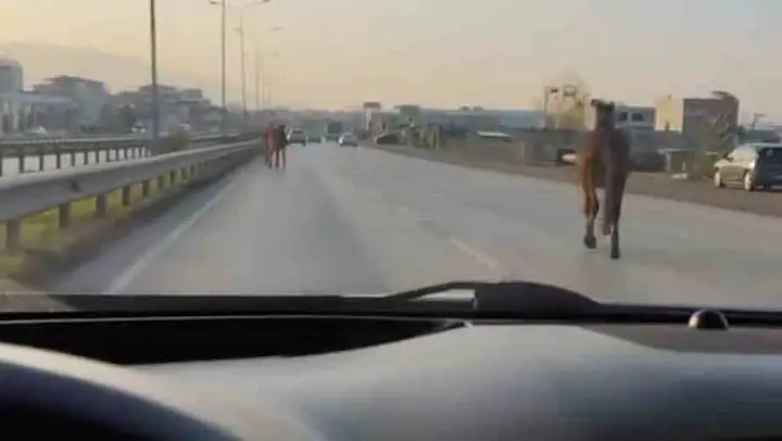 Bursa'da başıboş atlar anayolda tehlike saçtı